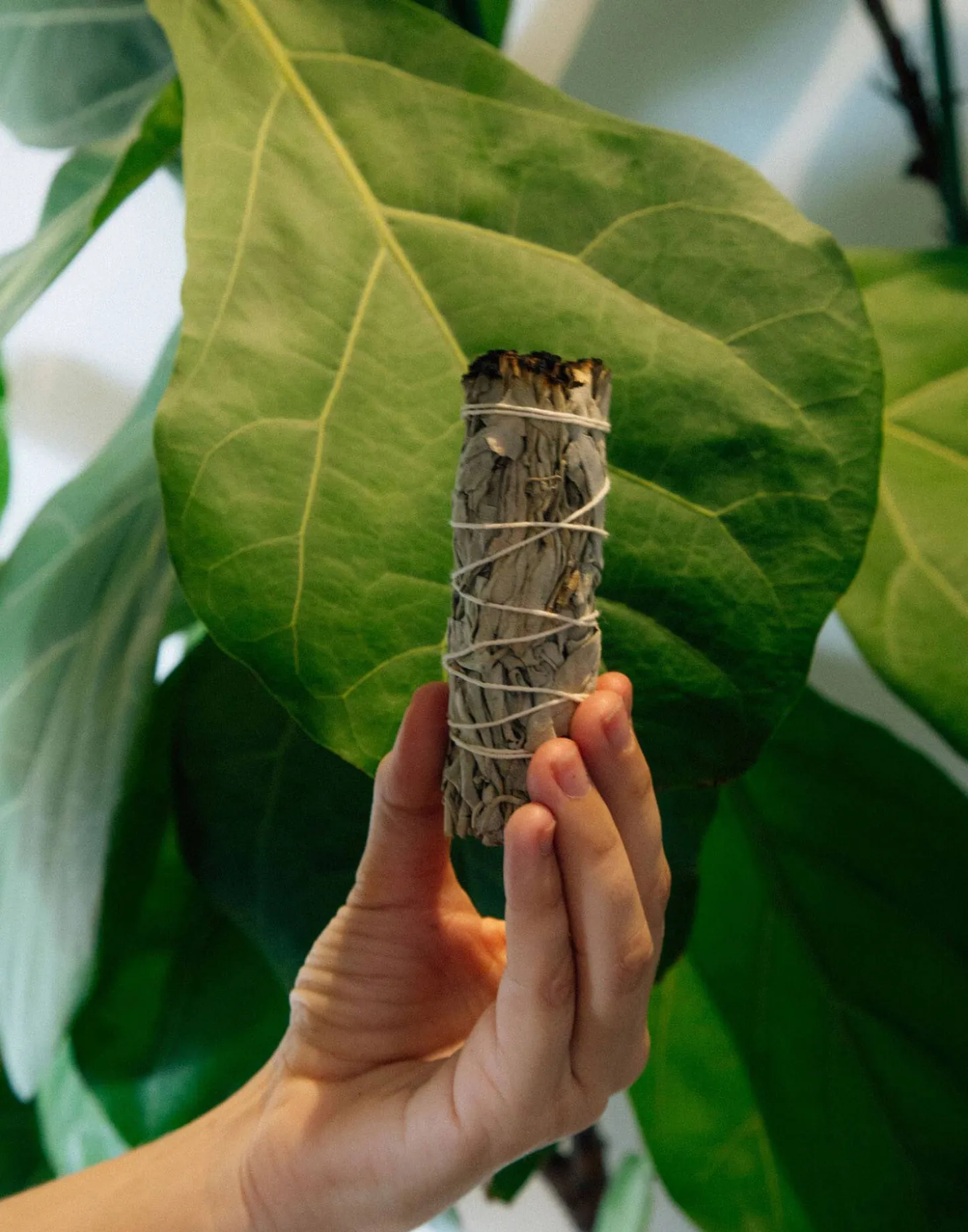 Natura Selection Aromas Y Difusores>Atado Salvia Blanca