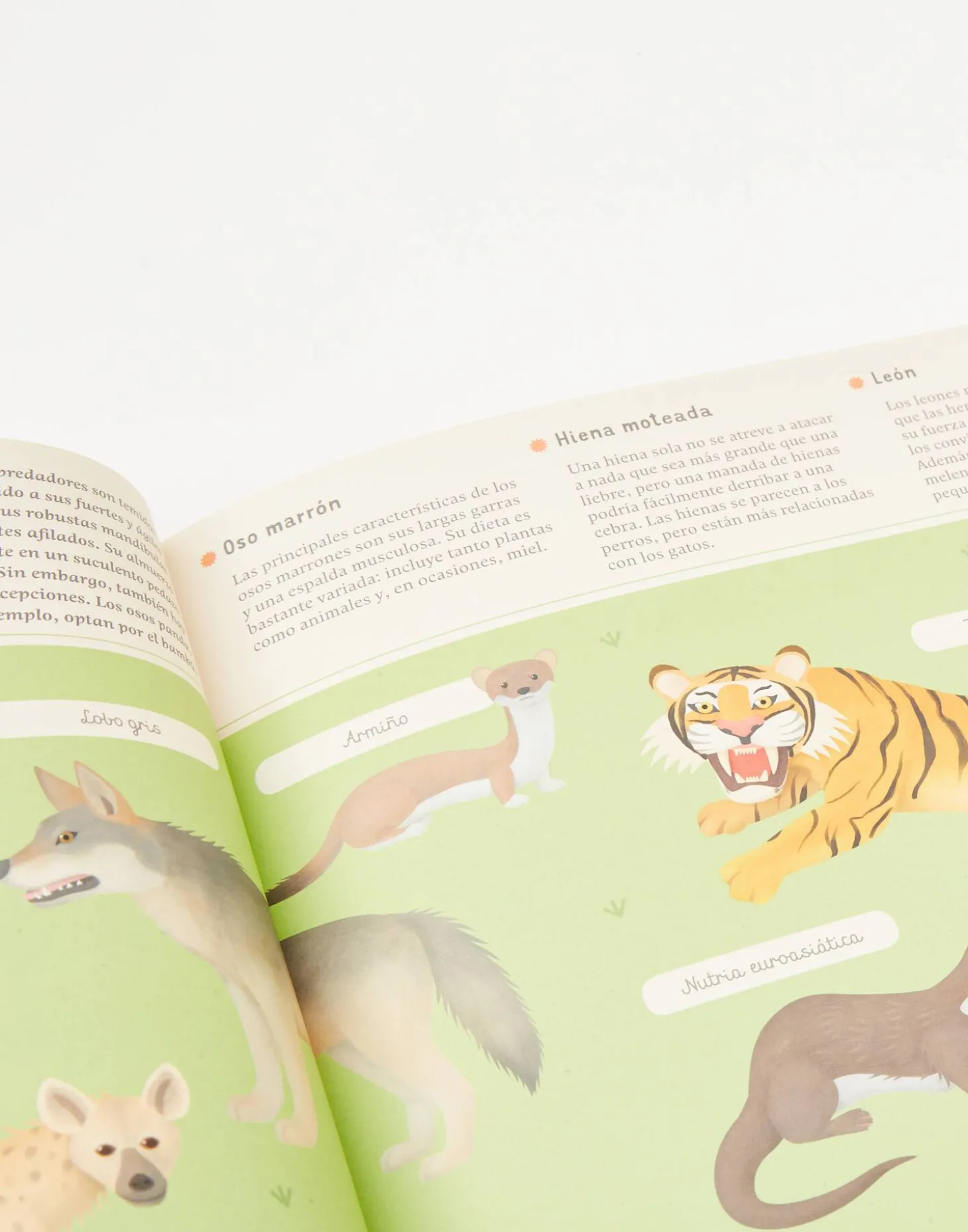 Natura Selection Libros>Enciclopedia De Animales Para Jóvenes Lectores